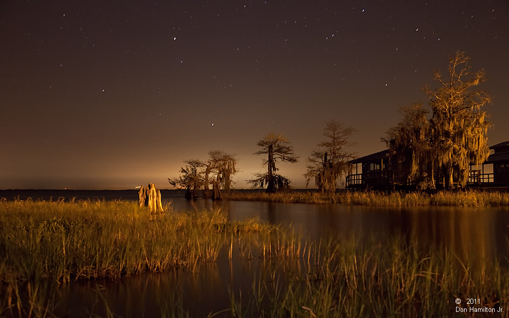 Blue-Cyperus-Nights