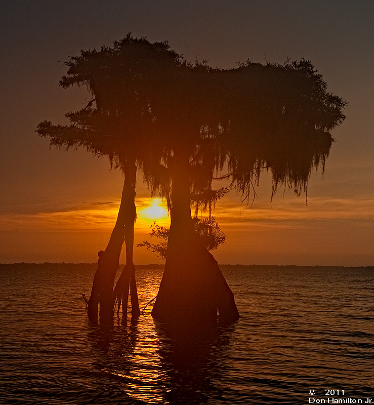 Blue-Cypress-Lake-Sunrise