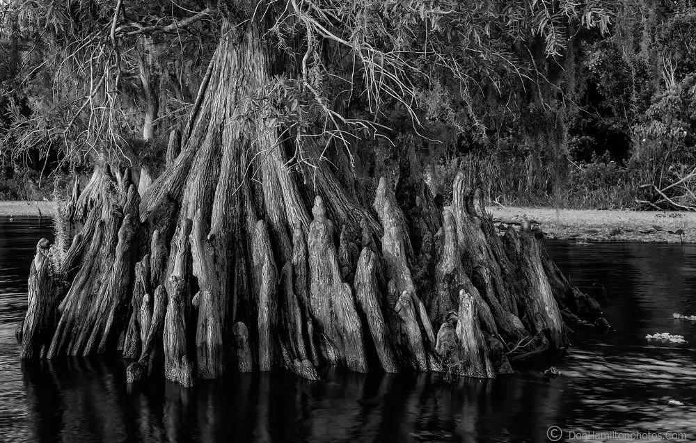 Blue-Cypress-Mono-Knees DSF6214