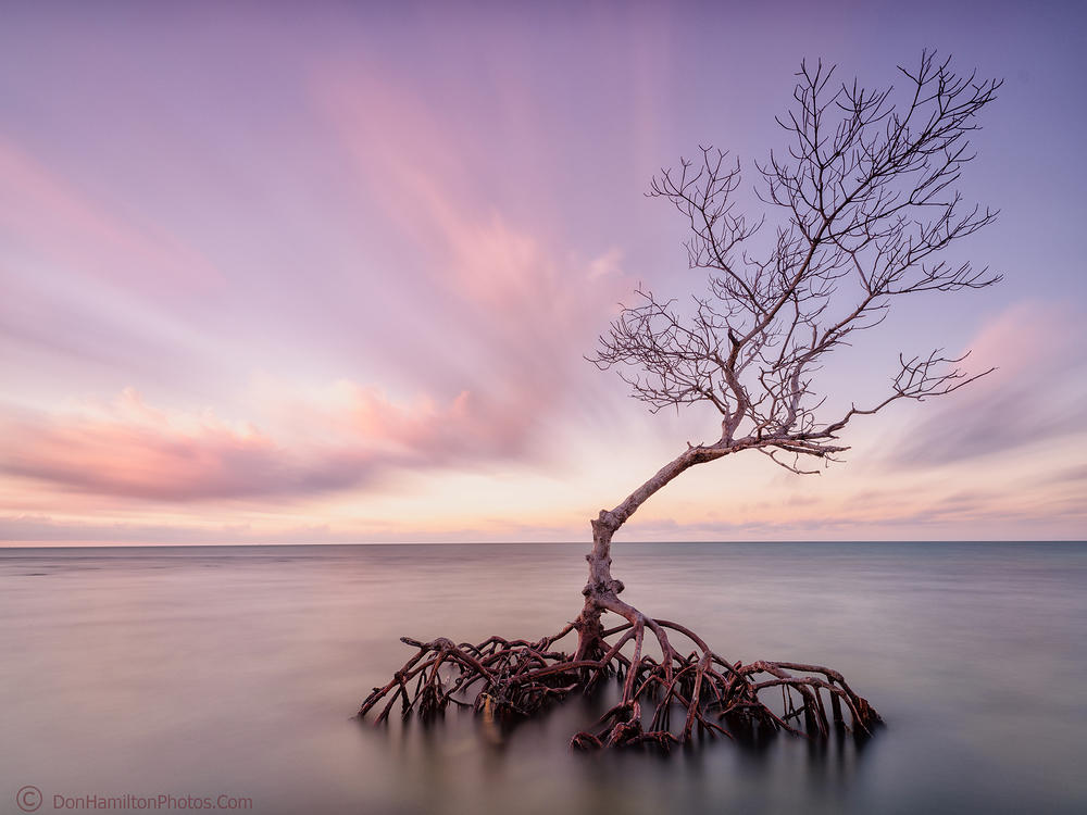 Lone-Sentry-Tree