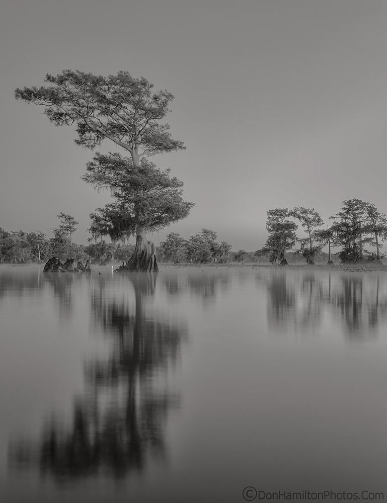Monochrome--Cypress