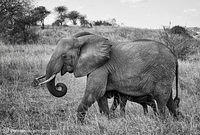 Africa Tanzania Tours/Workshops