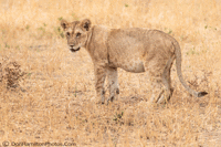 CubTanragire F7I7155