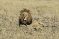 Mature Male Lion F7I1828