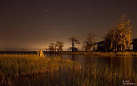 Blue-Cyperus-Nights