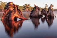 Blue-Cypress-Knees DSF6265