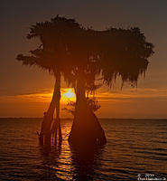 Blue-Cypress-Lake-Sunrise