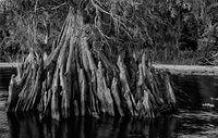 Blue-Cypress-Mono-Knees DSF6214