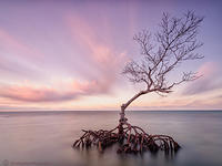 Lone-Sentry-Tree
