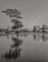 Monochrome--Cypress