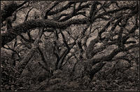 Mossy-Oaks